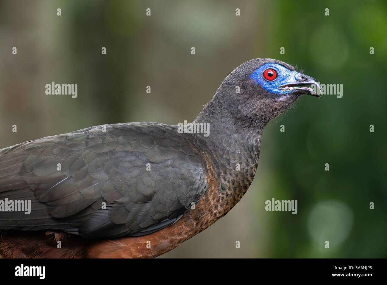 Primo piano di un Guan alato di falce (Chamaepetes goudotii), vicino a Cali, Colombia Foto Stock