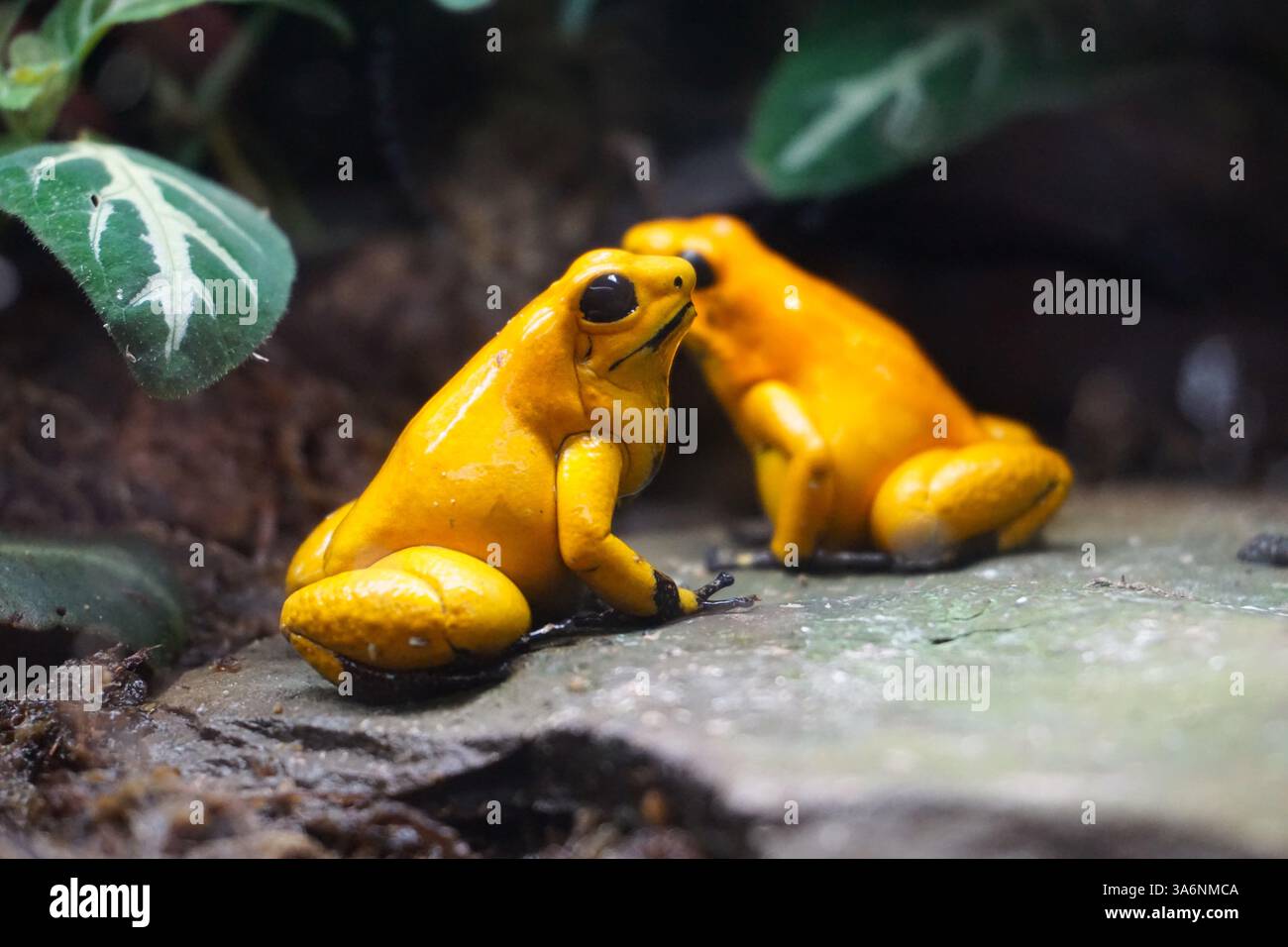 Primo piano di un paio di rane velenose d'oro (Phyllobates terribilis), o rana di dardo d'oro o rana di freccia veleno d'oro, in una giungla sudamericana Foto Stock