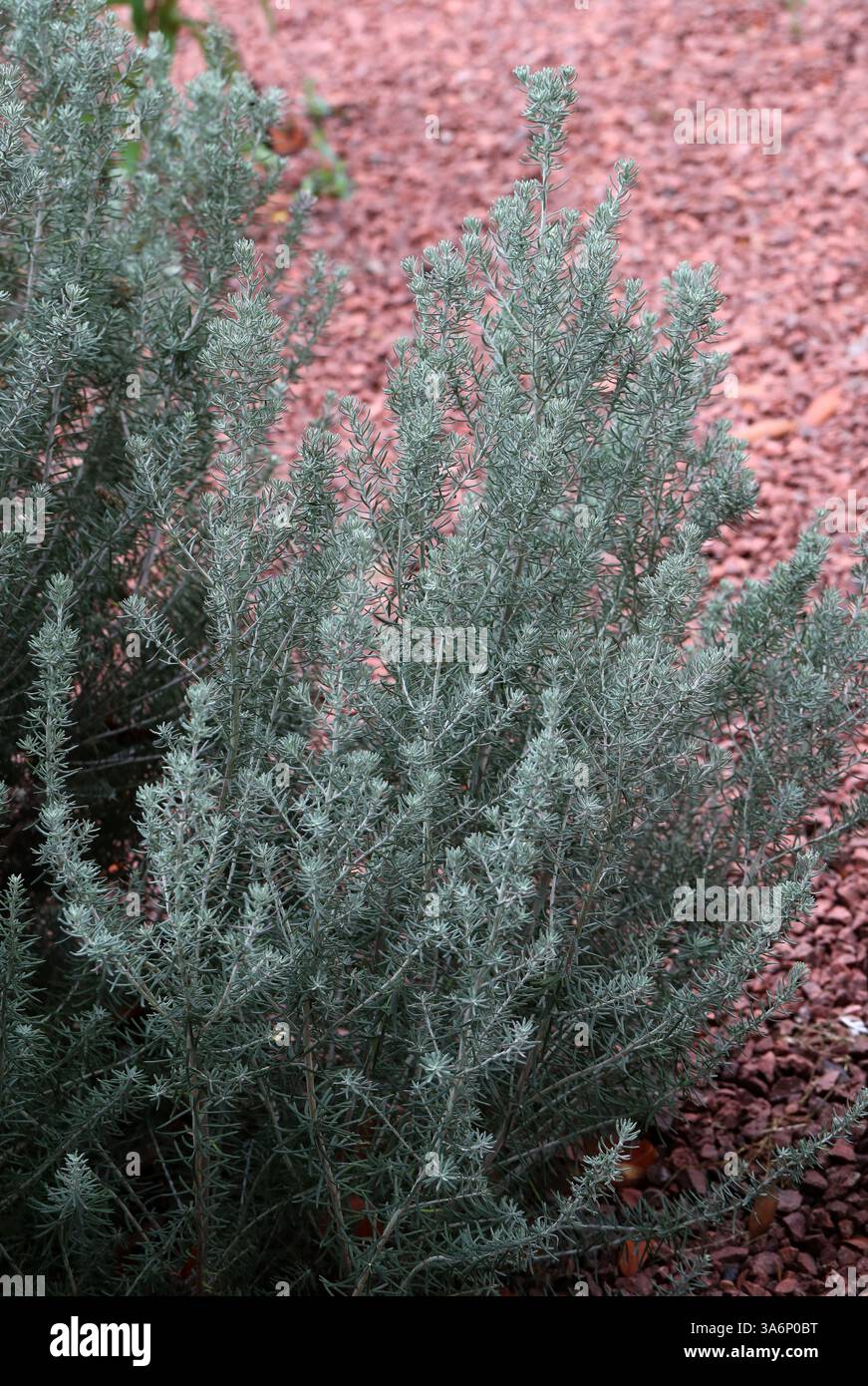 Sea Rosemary o Rosemary Everlasting, Ozothamnus rosmarinifolius "Silver Jubilee", Asteraceae. Australia sudorientale. E' un arbusto sempre dritto. Foto Stock