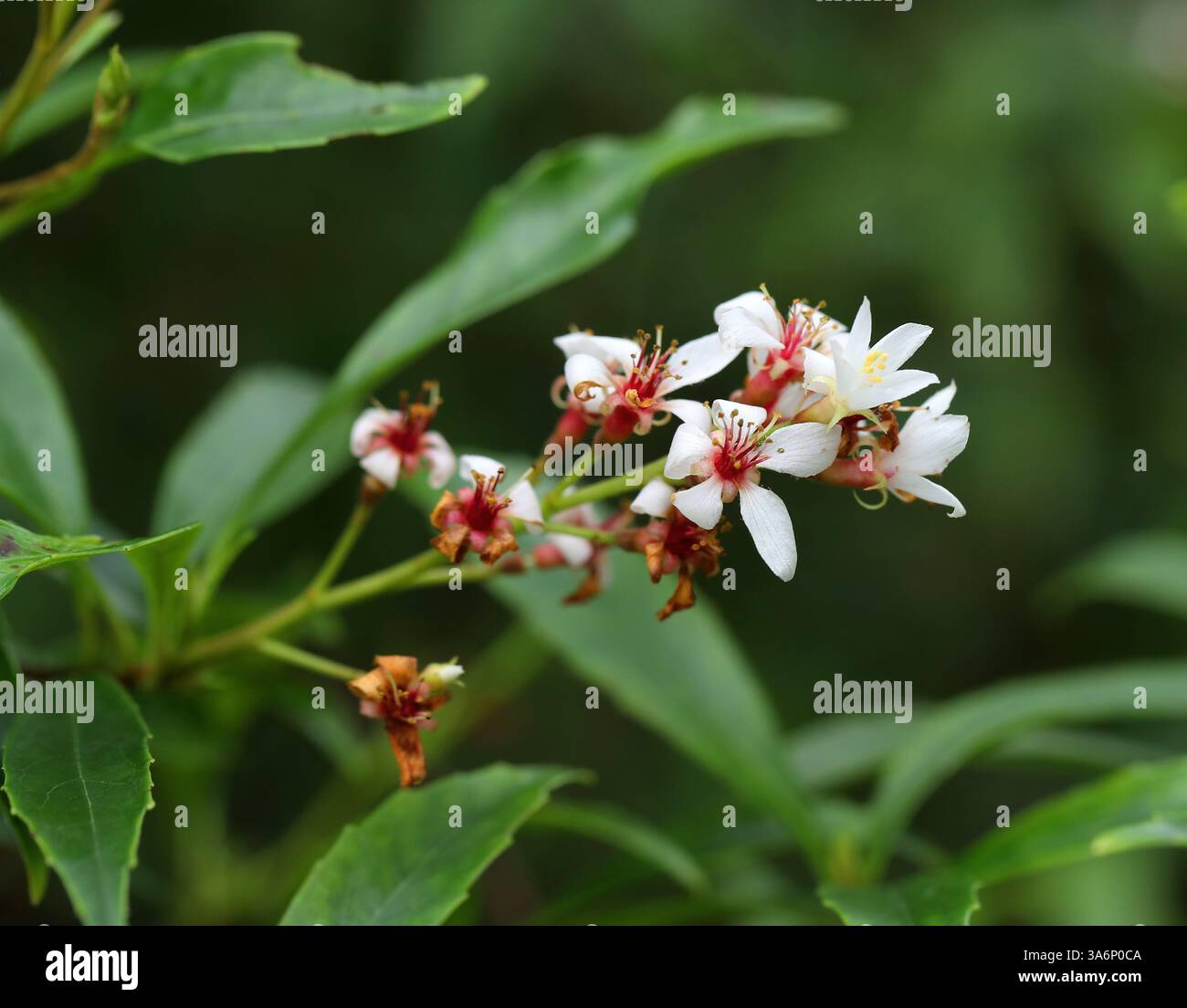 Indian Hawthorn, India Hawthorn o Hong Kong Hawthorn, Rhaphiolepis indica, Rosaceae. Cina centro-meridionale, Asia. Foto Stock