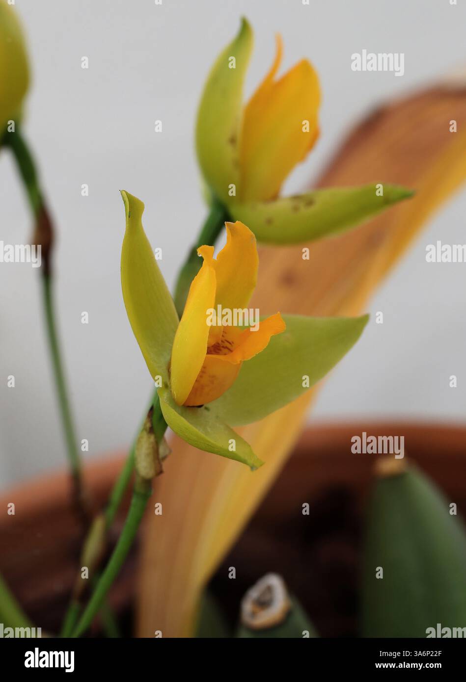 Lycaste delle labbra interne rosso sangue o Lycaste di sangue, Lycaste cruenta, Orchidaceae. Tropical Americas, dal Messico (Chiapas) all'Honduras. Lycaste cruenta (th Foto Stock