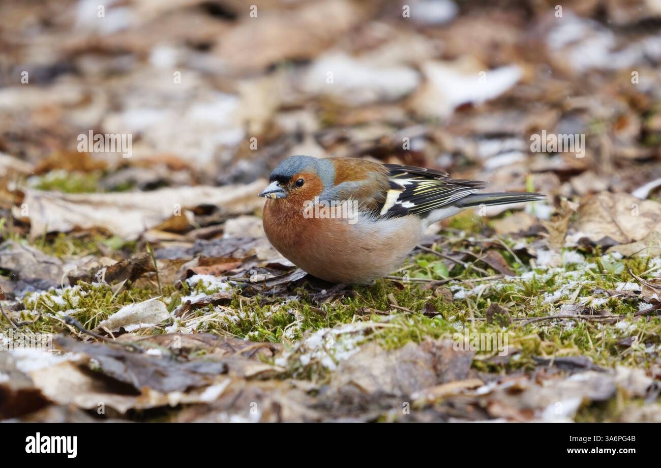 Comune chaffinch (Fringilla coelebs) maschio in giardino in cerca di cibo all'inizio della primavera. Foto Stock