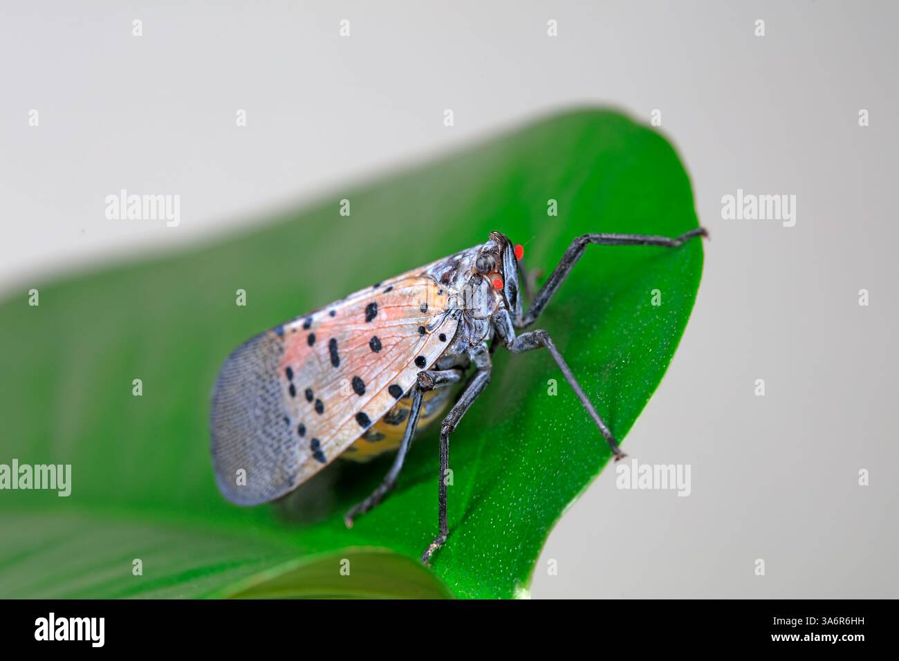 Cera cicale in natura Foto Stock