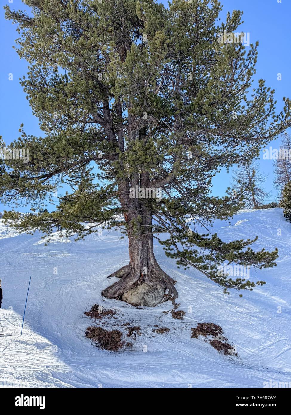 Pine Tree resiliente in mezzo a piste innevate Foto Stock