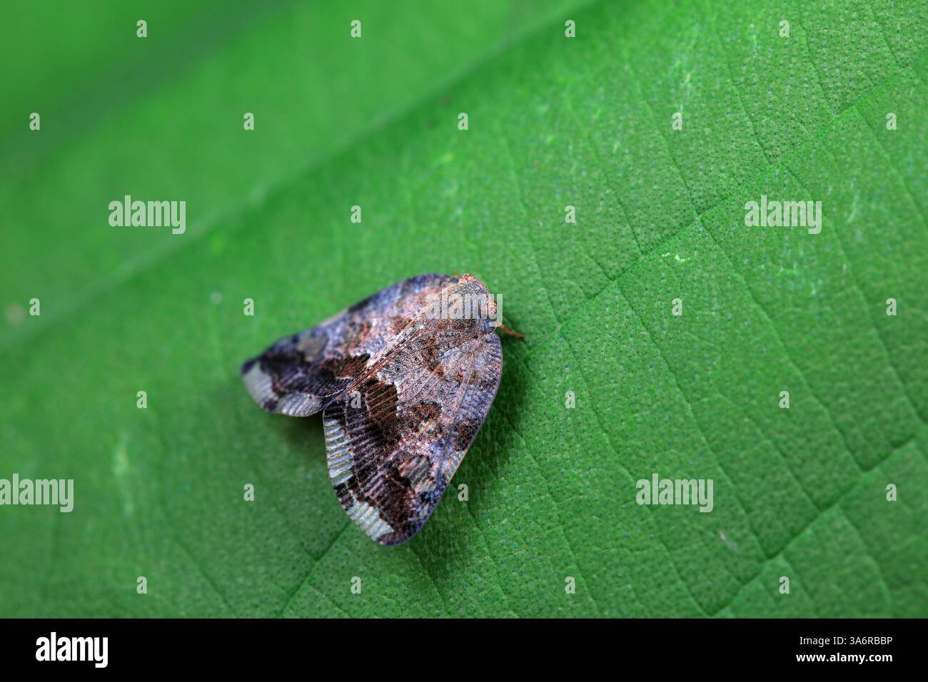 Cera cicale su piante selvatiche, Cina del Nord Foto Stock