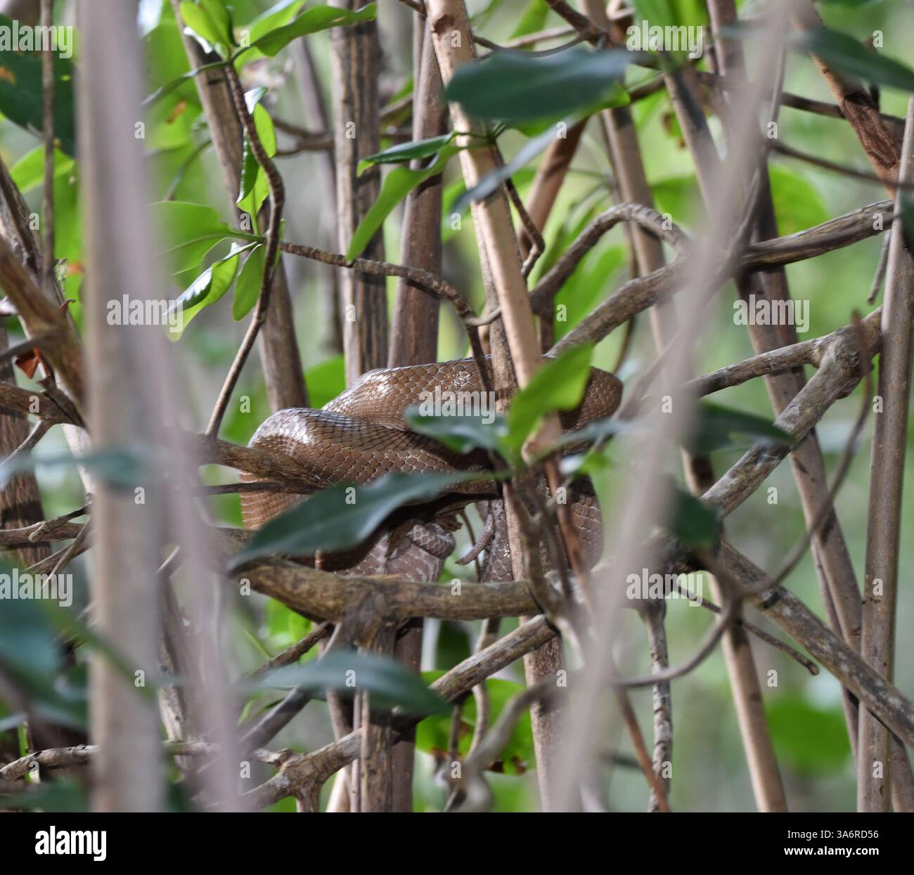 Corallus ruschenbergerii comunemente noto come albero Boa o Cascabel Dormillion Snake, su un albero di mangrovie presso la palude Caroni o Caroni Bird Sanctuary a Trinidad e Tobago. Foto Stock