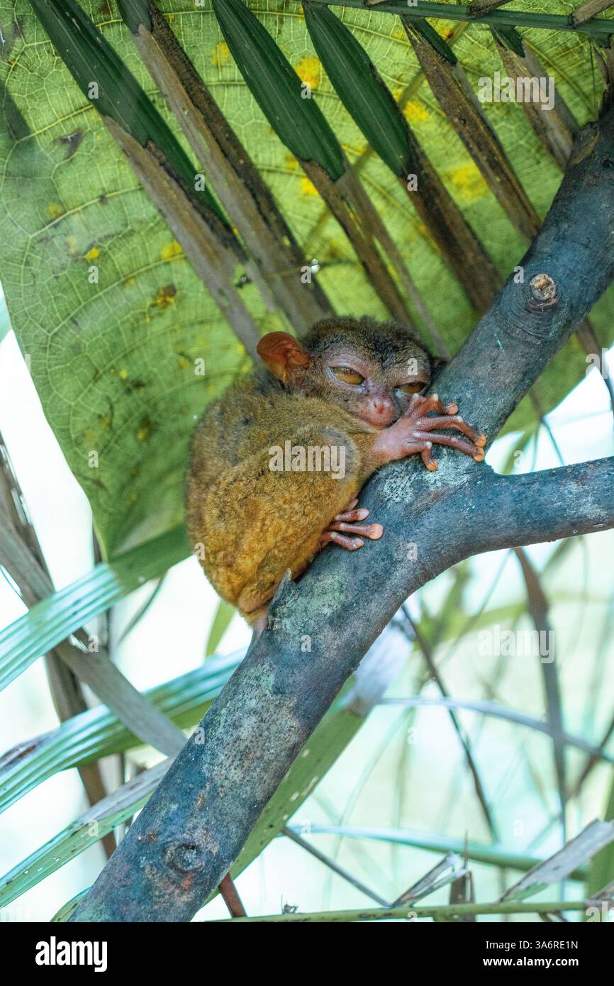 Adorabile Bohol Tarsier – uno dei primati più piccoli del mondo, che si trova nelle lussureggianti foreste delle Filippine. Da non perdere per gli amanti della natura e della fauna selvatica Foto Stock