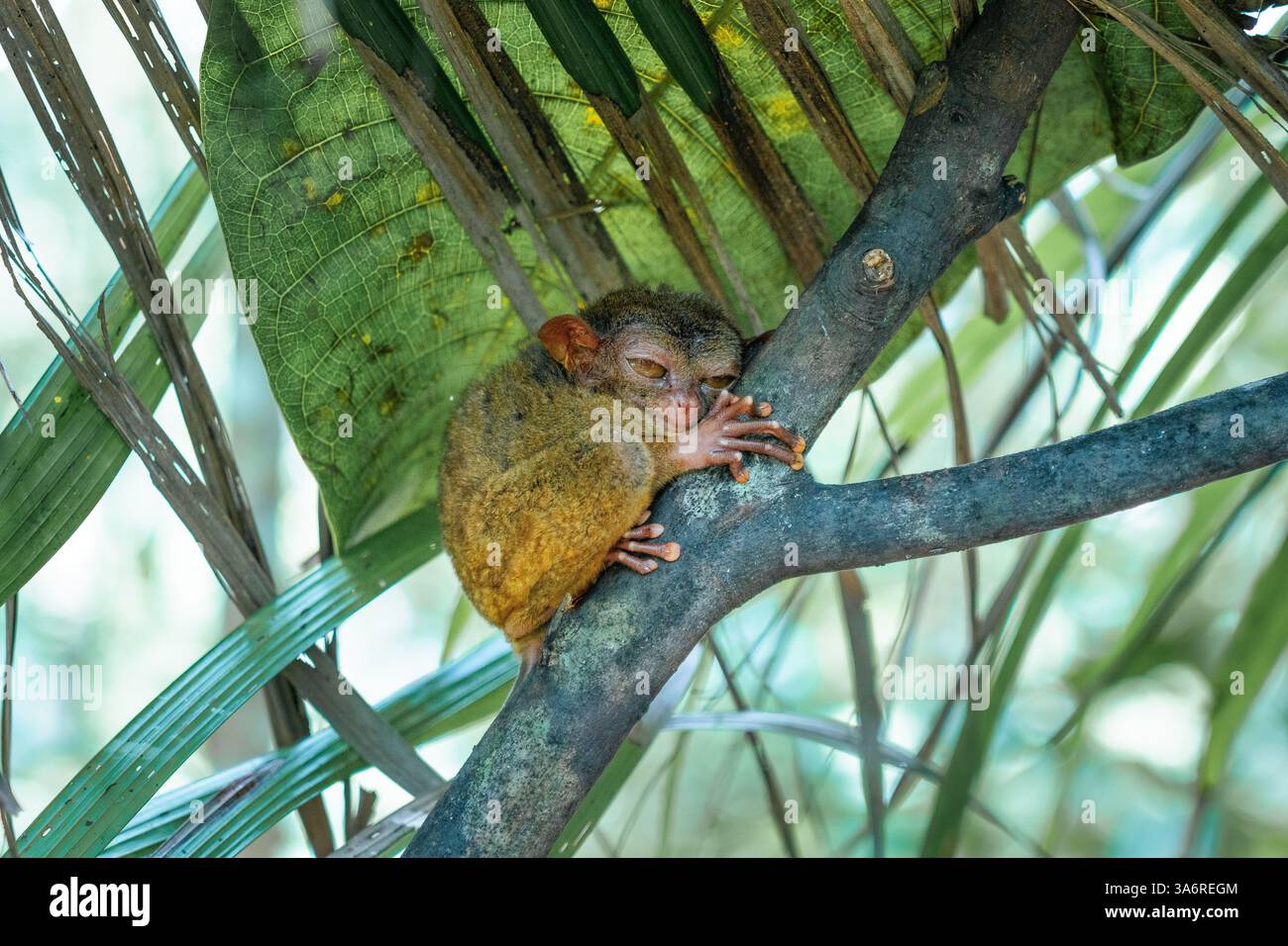 Adorabile Bohol Tarsier – uno dei primati più piccoli del mondo, che si trova nelle lussureggianti foreste delle Filippine. Da non perdere per gli amanti della natura e della fauna selvatica Foto Stock