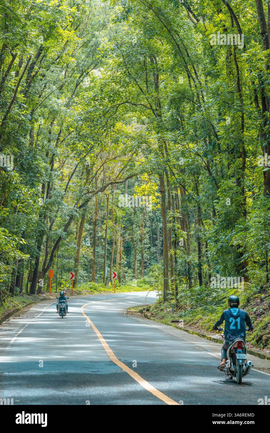 Incantevole foresta artificiale di Bilar a Bohol: Una panoramica tettoia di alberi di mogano con strade serpentine, perfetta per gli amanti della natura e i viaggi su strada Foto Stock