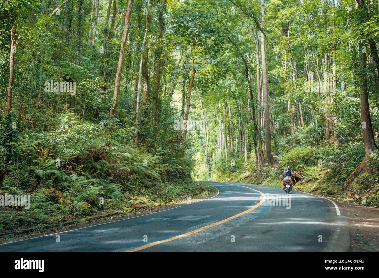 Incantevole foresta artificiale di Bilar a Bohol: Una panoramica tettoia di alberi di mogano con strade serpentine, perfetta per gli amanti della natura e i viaggi su strada Foto Stock