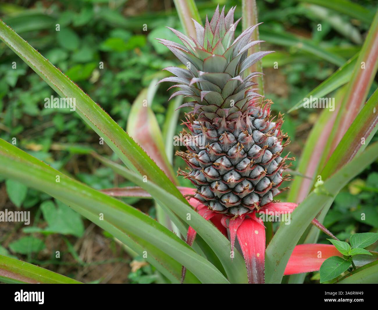 Frutta giovane di ananas su pianta di albero con sfondo verde naturale, gustosa frutta tropicale sulla campagna Foto Stock