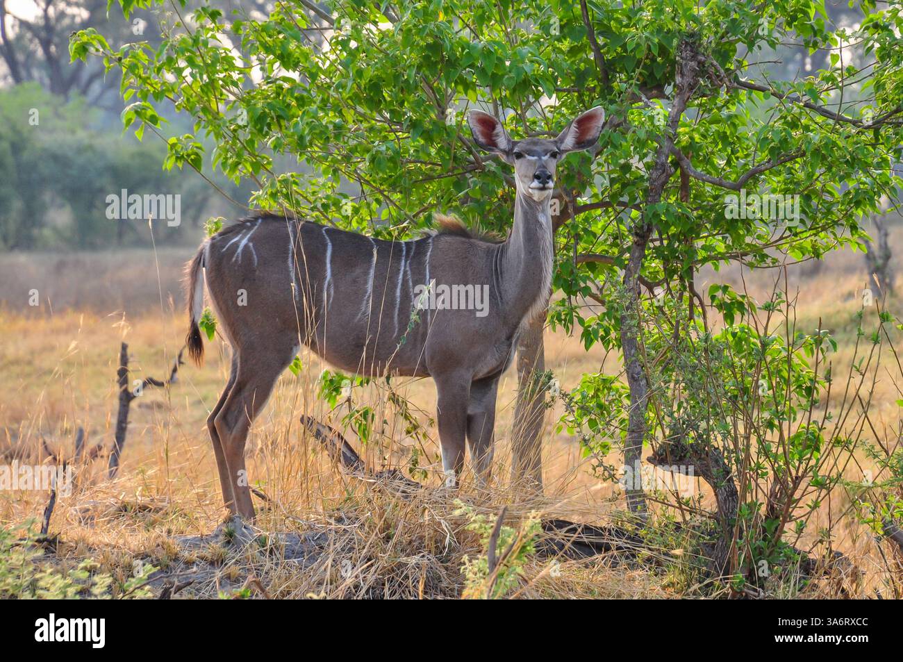 Con le sue distintive orecchie interne rosa, un kudu adulto si erge alto e cerca ombra da un albero. Foto Stock