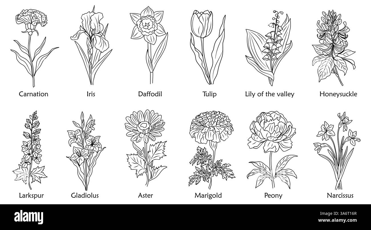 Mese di nascita fiori linea arte illustrazioni vettoriali. Illustrazione Vettoriale