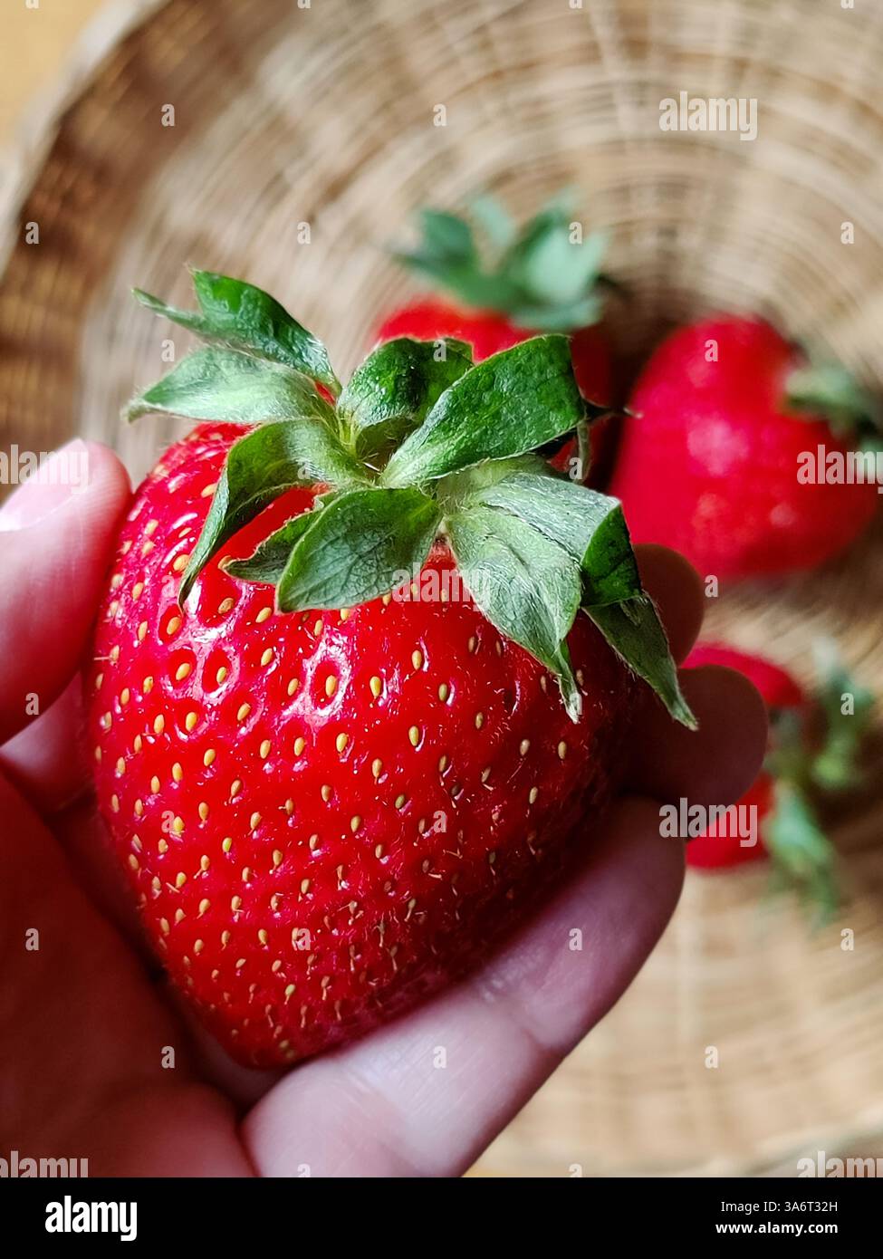Grandi fragole in mano. Primo piano di bacche mature fresche e dolci. Messa a fuoco selettiva. Foto Stock