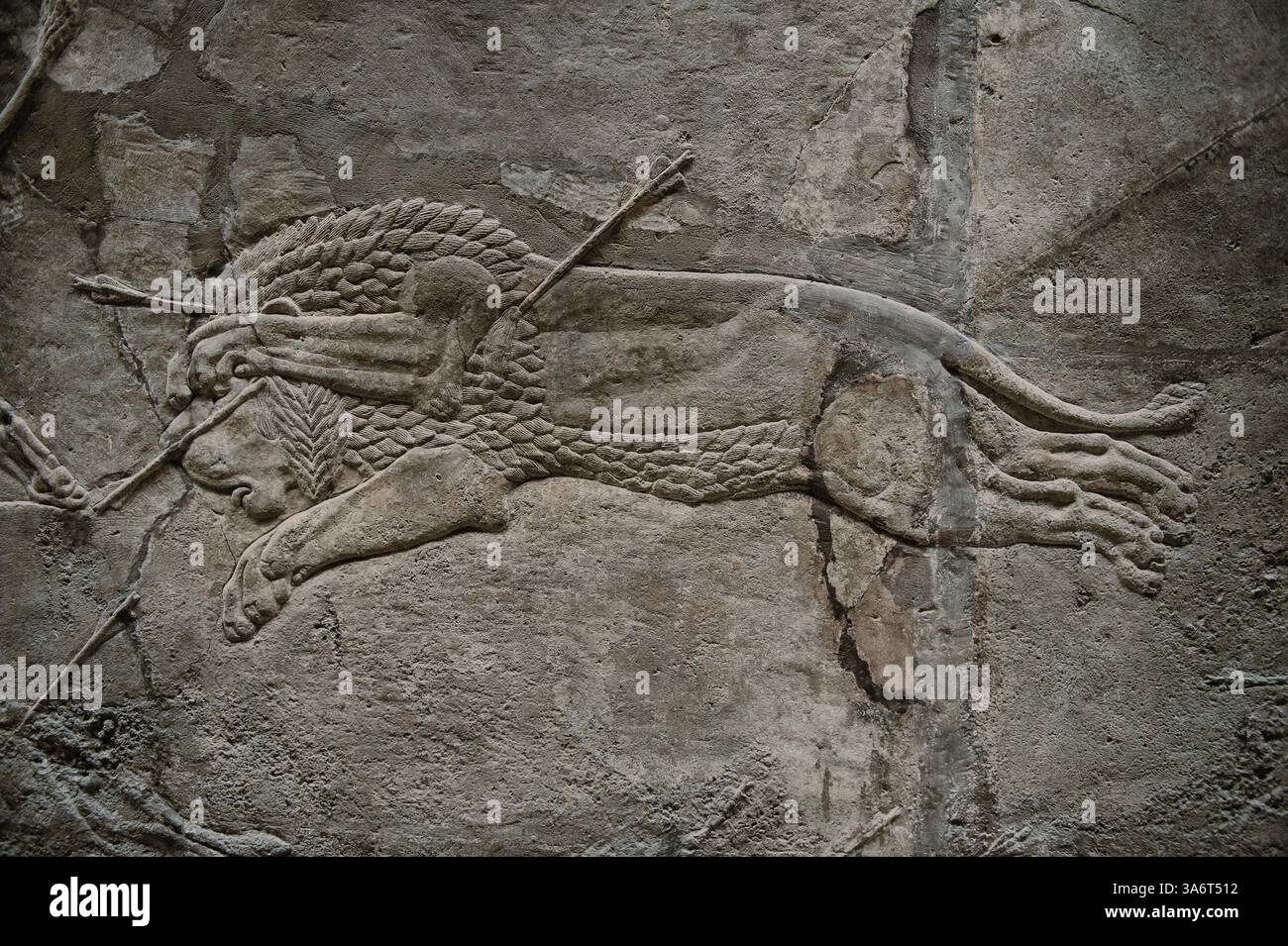 Pannello di scultura a bassorilievo assiro raffigurante un leone morente con frecce in esso provenienti da scene di caccia al leone. Da Nineveh North Palace, Iraq, 668-627 a.C. Foto Stock