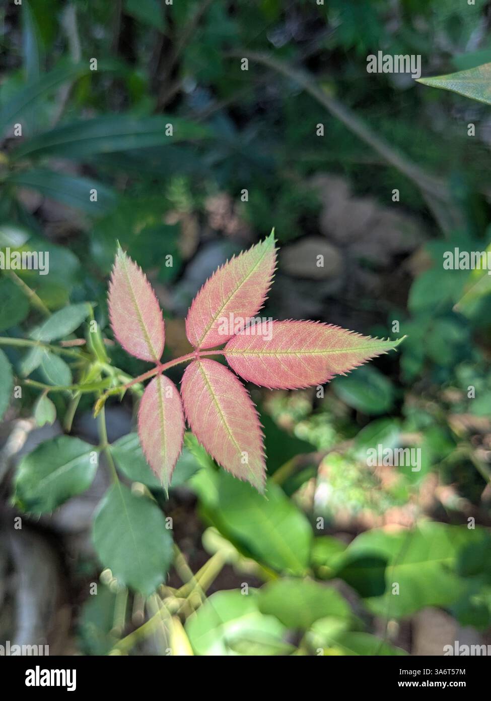 pianta - Immagine stock catturata con smartphone