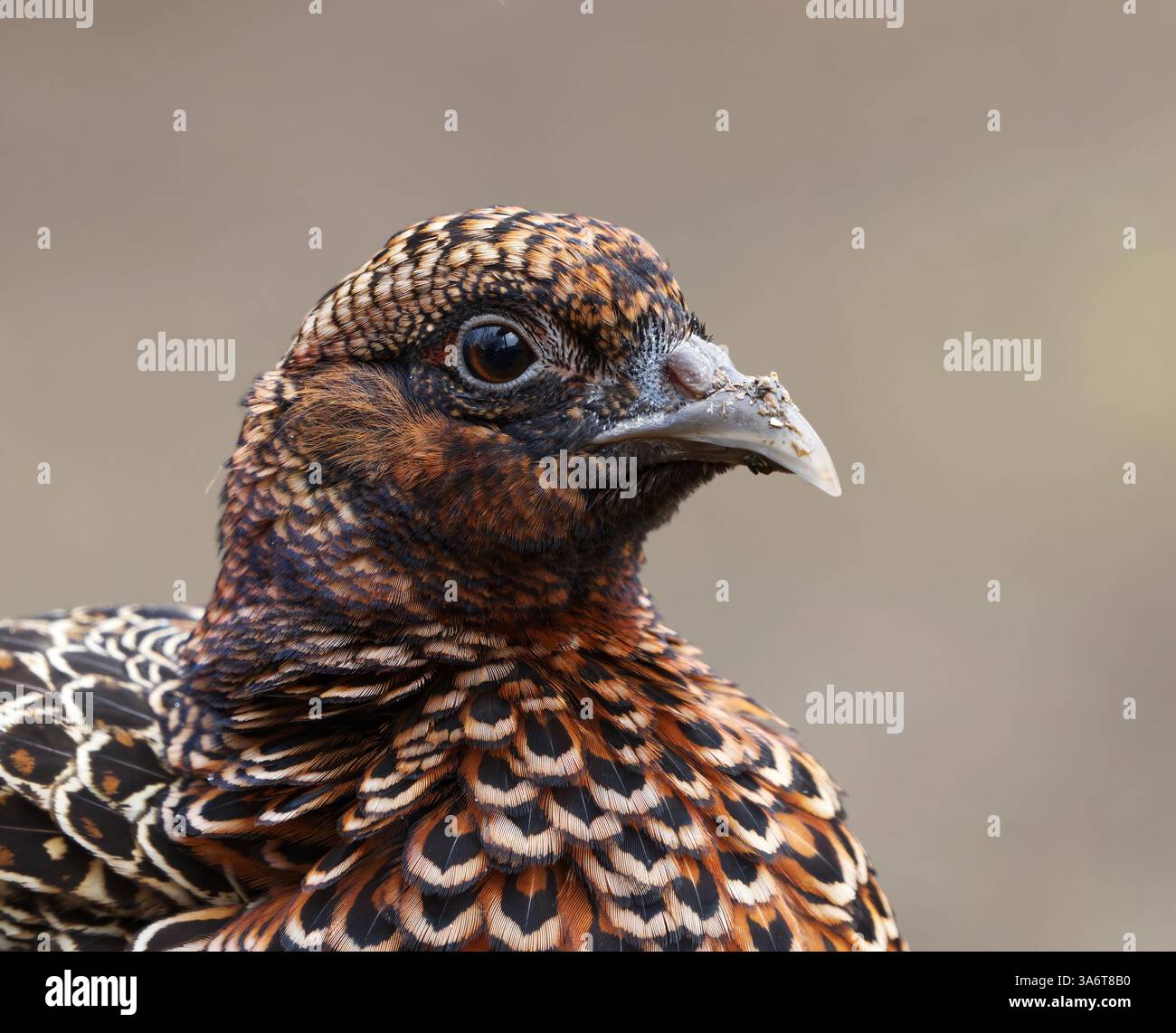 Fagiano comune (Phasianus colchicus) primo piano femminile in primavera. Foto Stock