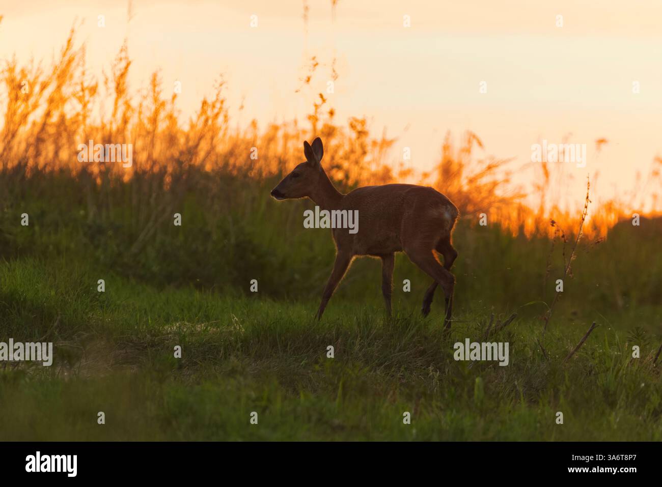 Capriolo (Capreolus capreolus) femmina in campo all'alba in estate. Foto Stock