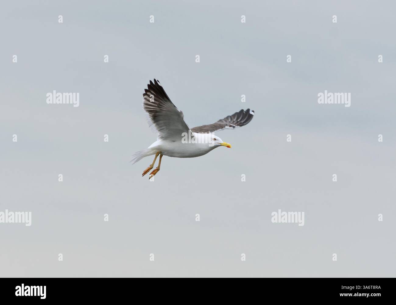 Il gabbiano con dorso nero minore (Larus fuscus) vola nel cielo in estate. Foto Stock