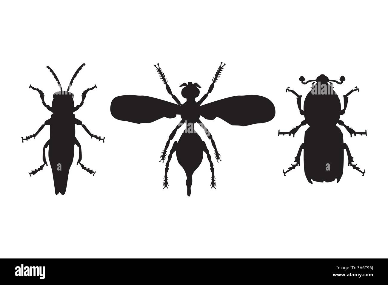 Set di diverse silhouette di insetti. Forma nera insetto. Icona Beetle. Elemento di progettazione per entomologia, botanica o biologia per poster, volantini o copertina di libri. Vettore Illustrazione Vettoriale
