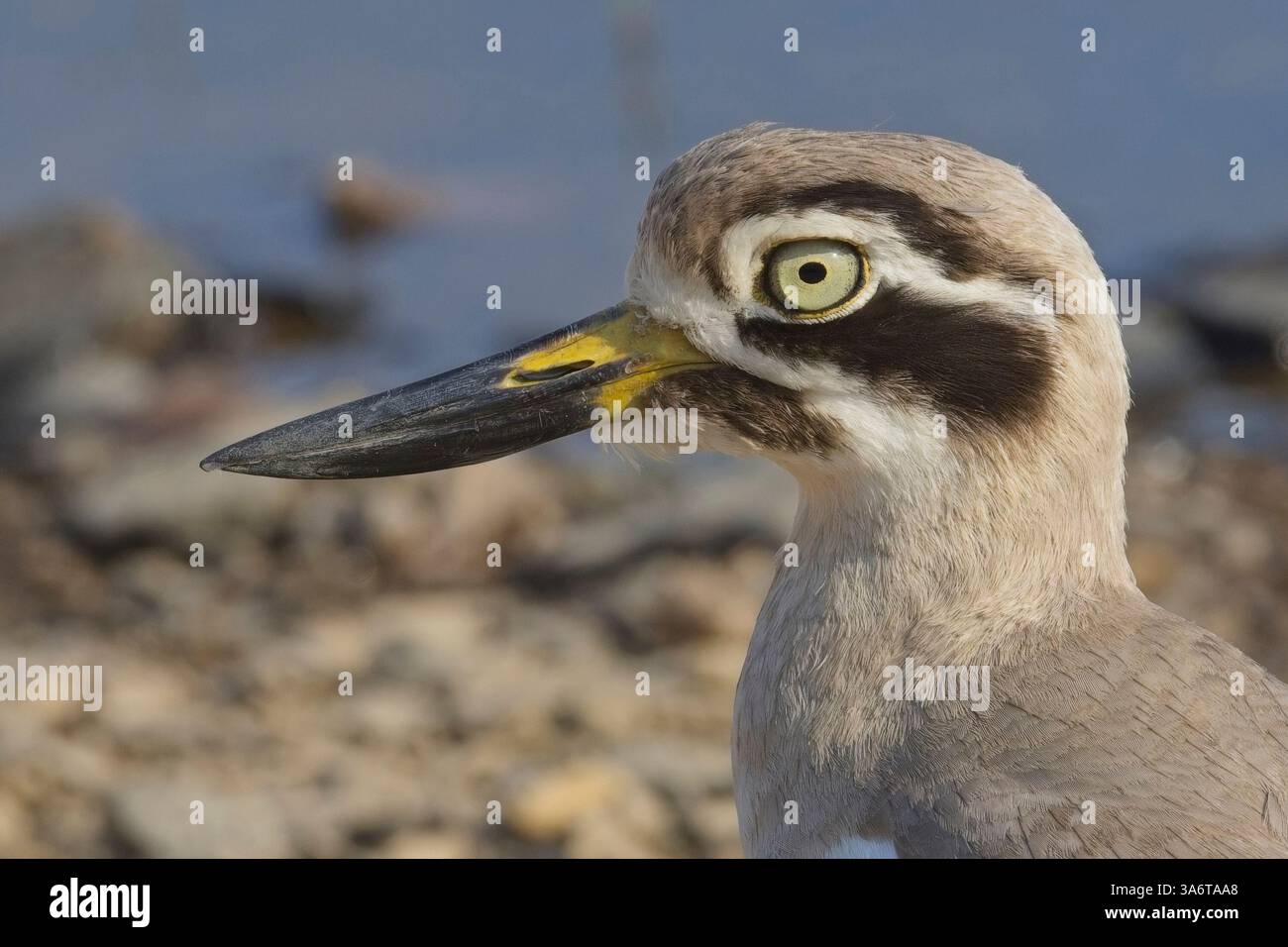 Great Stone-Curlew o Great thick-knee (Esacus recurvirostris), ritratto da vicino, Ranthambhore National Park, Rajasthan, India. Foto Stock