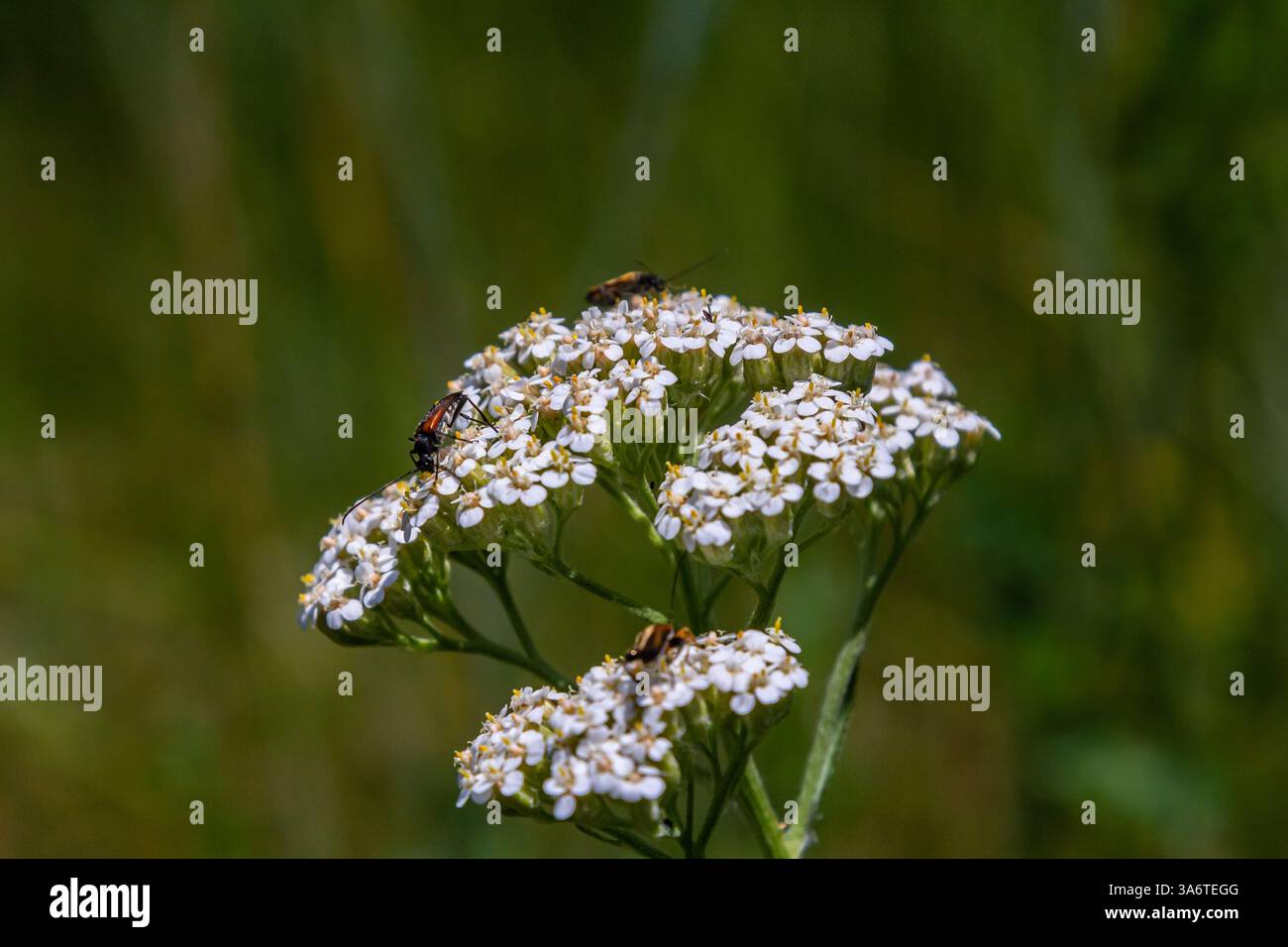 Freccia comune achillea millefolium con Tachina fera mosca. Foto Stock