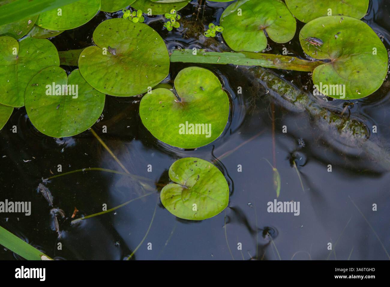 Il genere Hydrocharis morsus-ranae, è una pianta fiorente appartenente alla famiglia delle Hydrocharitaceae. E' un piccolo piano galleggiante Foto Stock