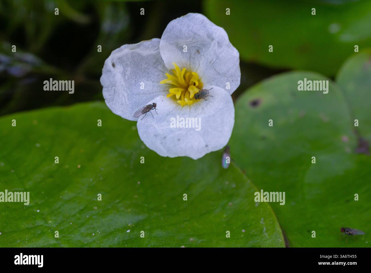 Il genere Hydrocharis morsus-ranae, è una pianta fiorente appartenente alla famiglia delle Hydrocharitaceae. E' un piccolo piano galleggiante Foto Stock