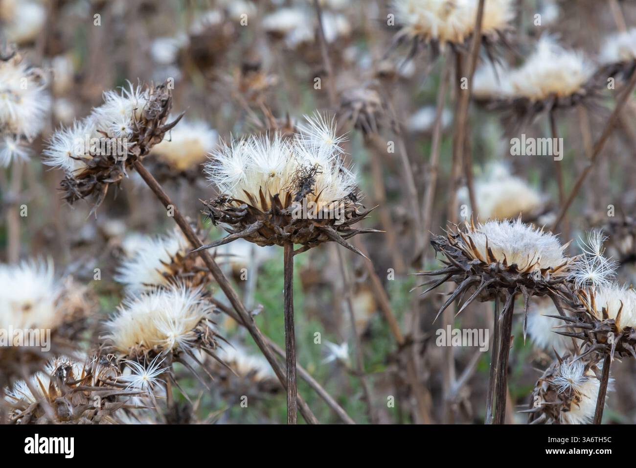 Testa di semi di cardo da latte - nome latino - Silybum marianum. Foto Stock