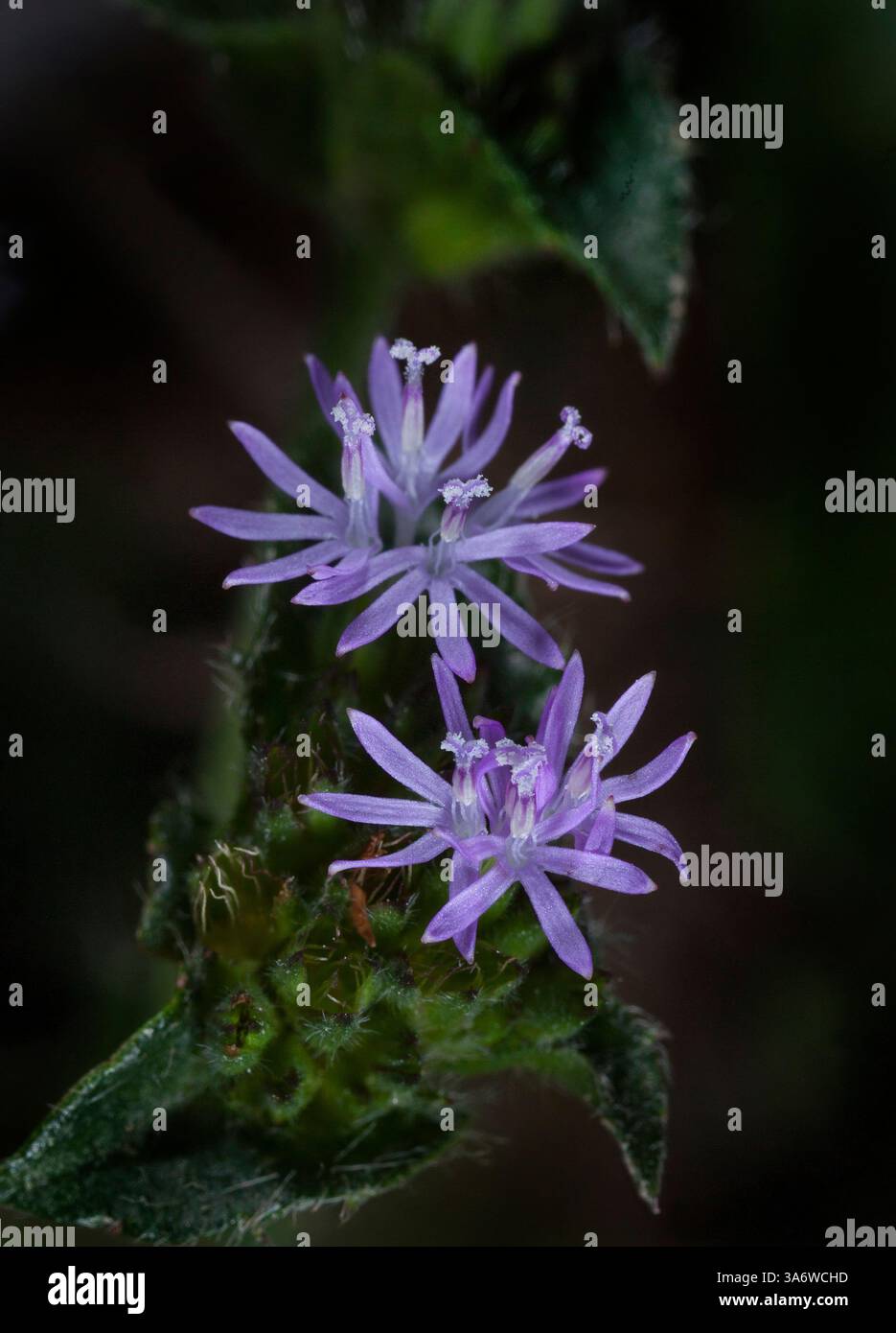 Wooly Elephants Foot Wildflower, Elephantopus tomentosus L. Foto Stock