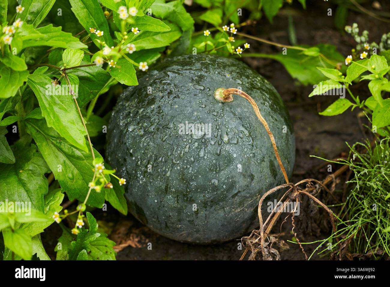 Anguria non matura nel giardino. Primo piano di un anguria verde scuro coperta da gocce d'acqua, annidata tra un fogliame vivace. Foto Stock