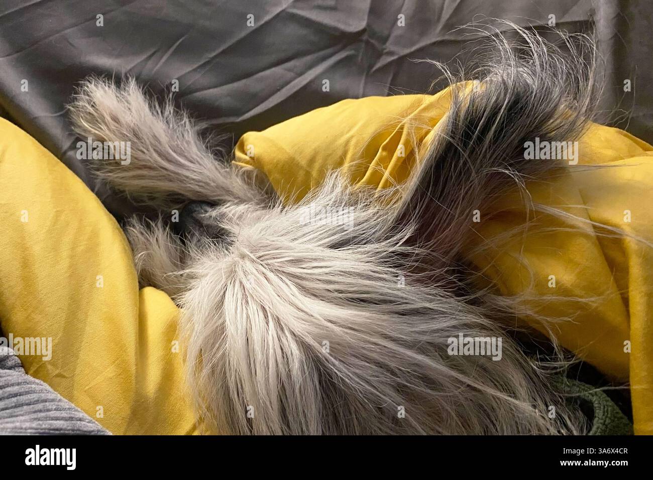 Il cane Crested cinese si rilassa a letto Foto Stock