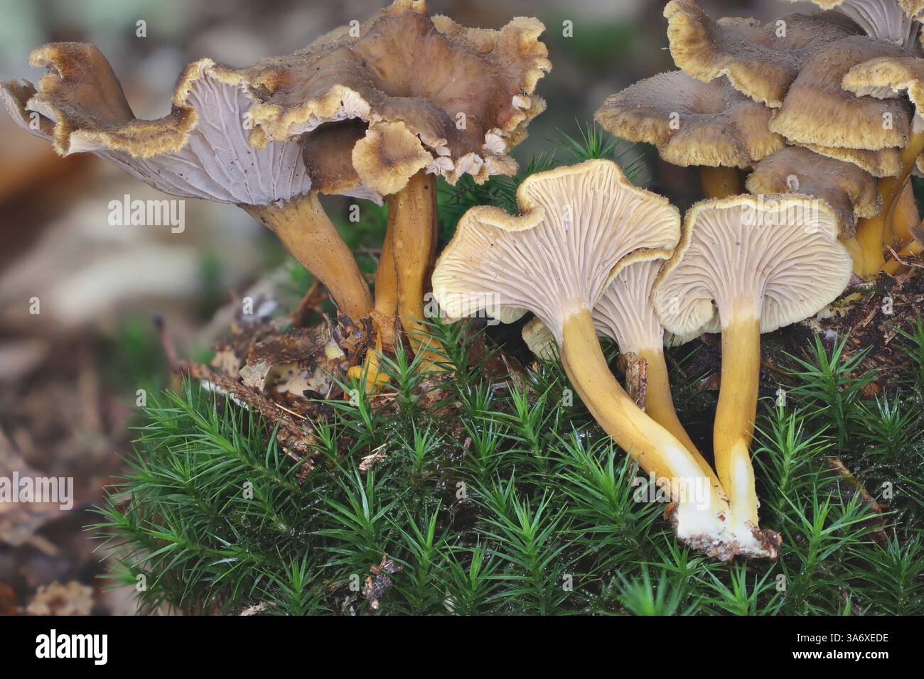 Canterella a piedi gialli, canterella a imbuto, canterella invernale (Craterellus tubaeformis), in una foresta, Germania, Meclemburgo-Pomerania occidentale Foto Stock