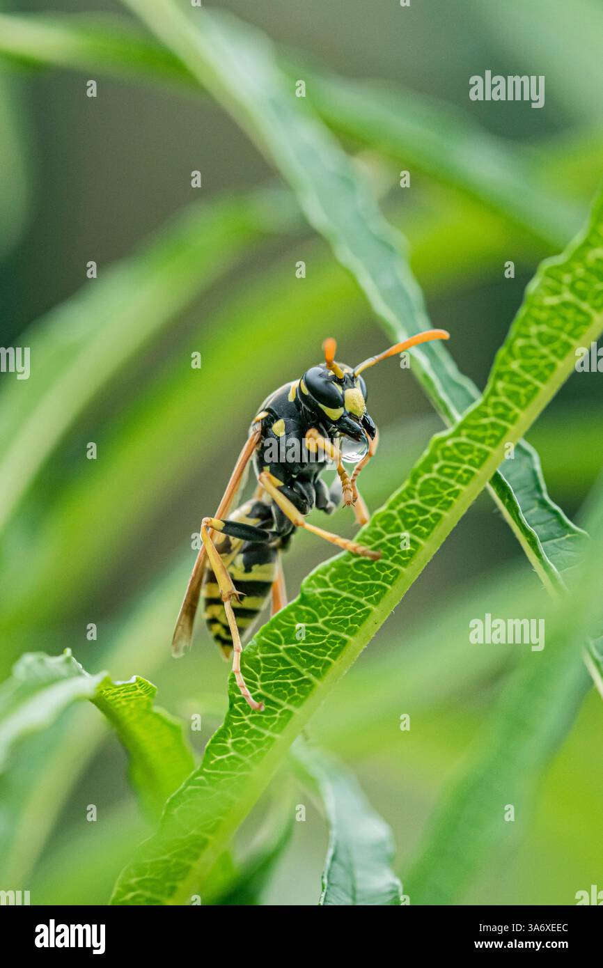 Vespa di carta (Polistes gallica, Polistes dominula), seduta su una foglia, Germania Foto Stock