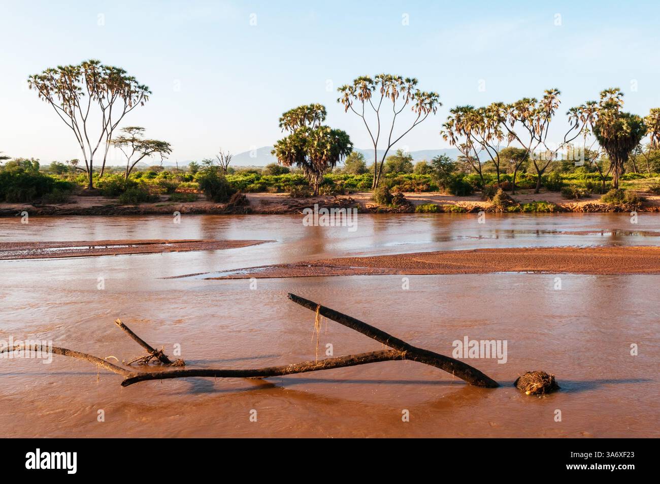 Palma di Doum, palma di Ilala (Hyphaene coriacea), lungo le rive del fiume Samburu, Kenya, riserva nazionale di Samburu Foto Stock