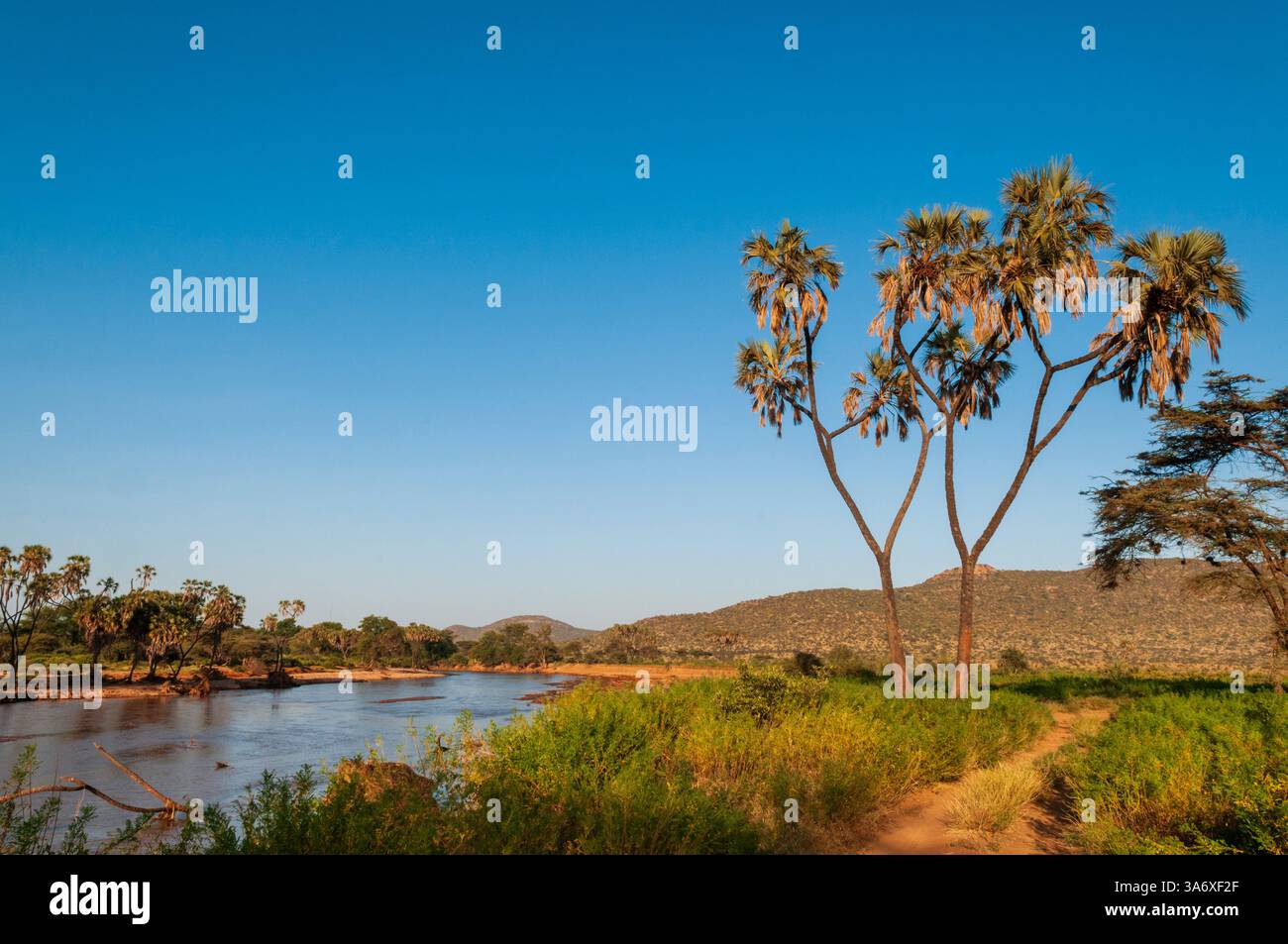 Palma di Doum, palma di Ilala (Hyphaene coriacea), lungo le rive del fiume Samburu, Kenya, riserva nazionale di Samburu Foto Stock