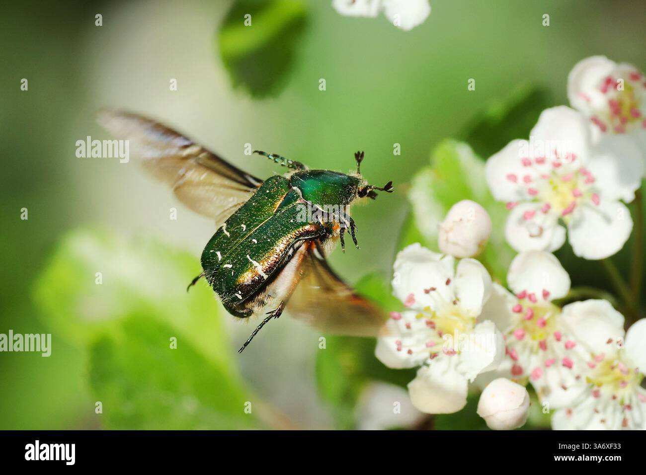rose chafer (Cetonia aurata), avvicinandosi a un biancospino, Svezia, Oeland Foto Stock