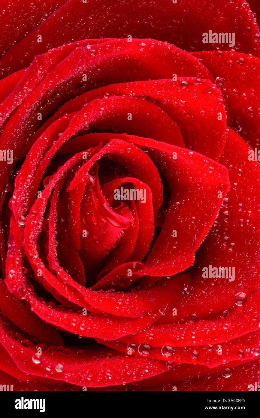 Rosa rossa con goccioline d'acqua, dettaglio Foto Stock