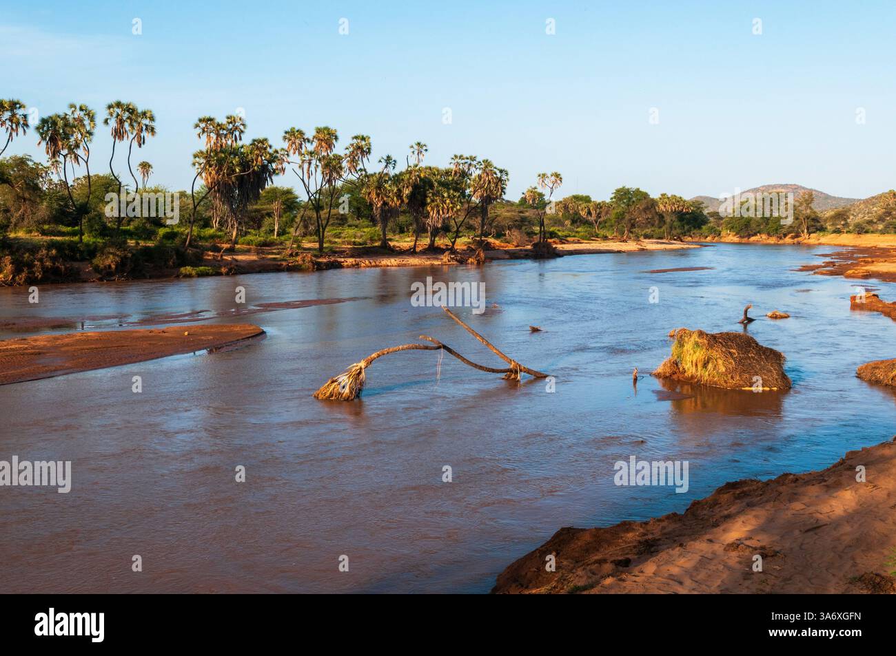 Palma di Doum, palma di Ilala (Hyphaene coriacea), lungo le rive del fiume Samburu, Kenya, riserva nazionale di Samburu Foto Stock