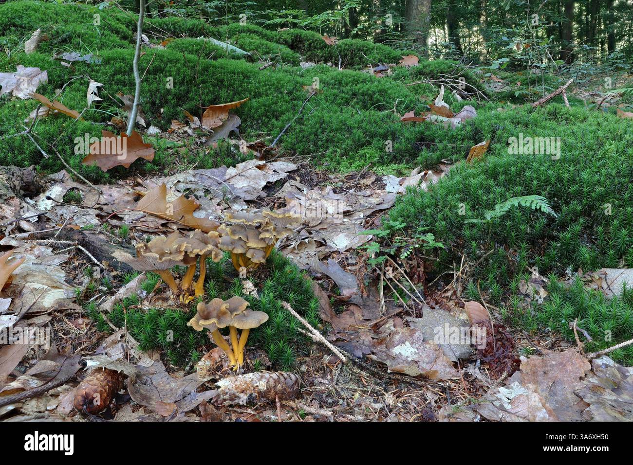 Canterella a piedi gialli, canterella a imbuto, canterella invernale (Craterellus tubaeformis), in una foresta, Germania, Meclemburgo-Pomerania occidentale Foto Stock