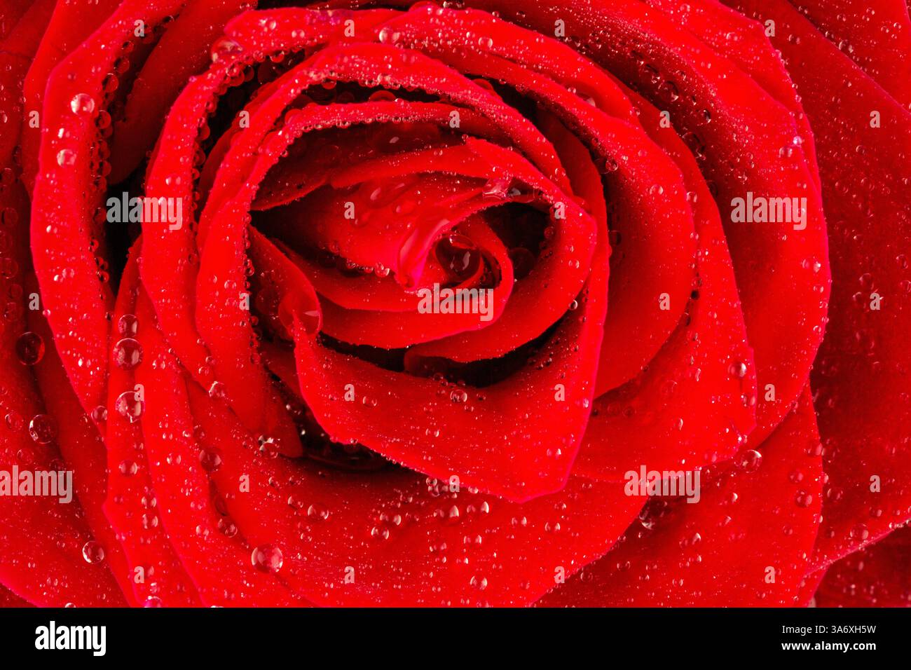 Rosa rossa con goccioline d'acqua, dettaglio Foto Stock