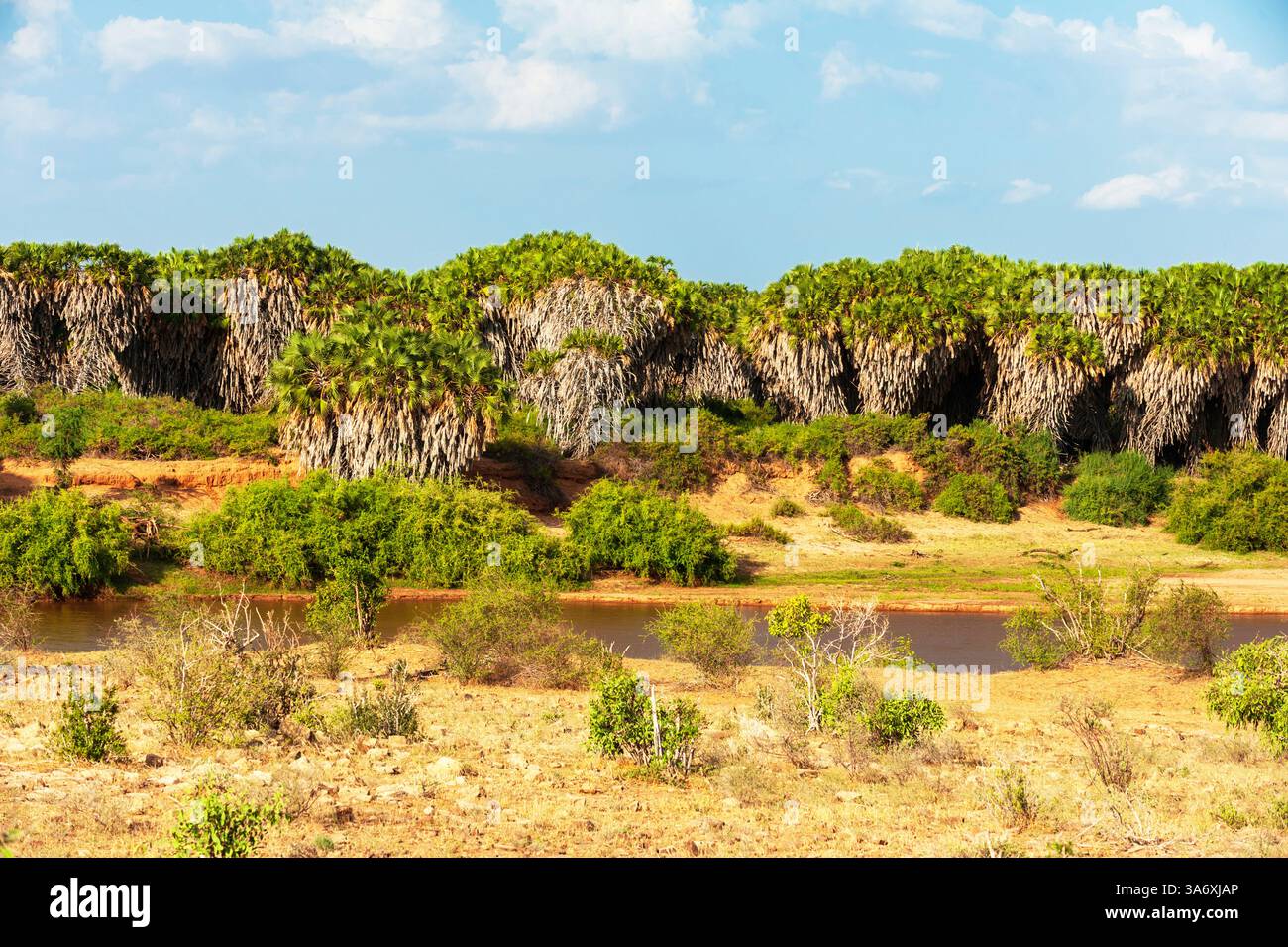 Palma di Doum, palma di Ilala (Hyphaene coriacea), lungo il fiume Galana, Kenya, Parco Nazionale dello Tsavo Est Foto Stock