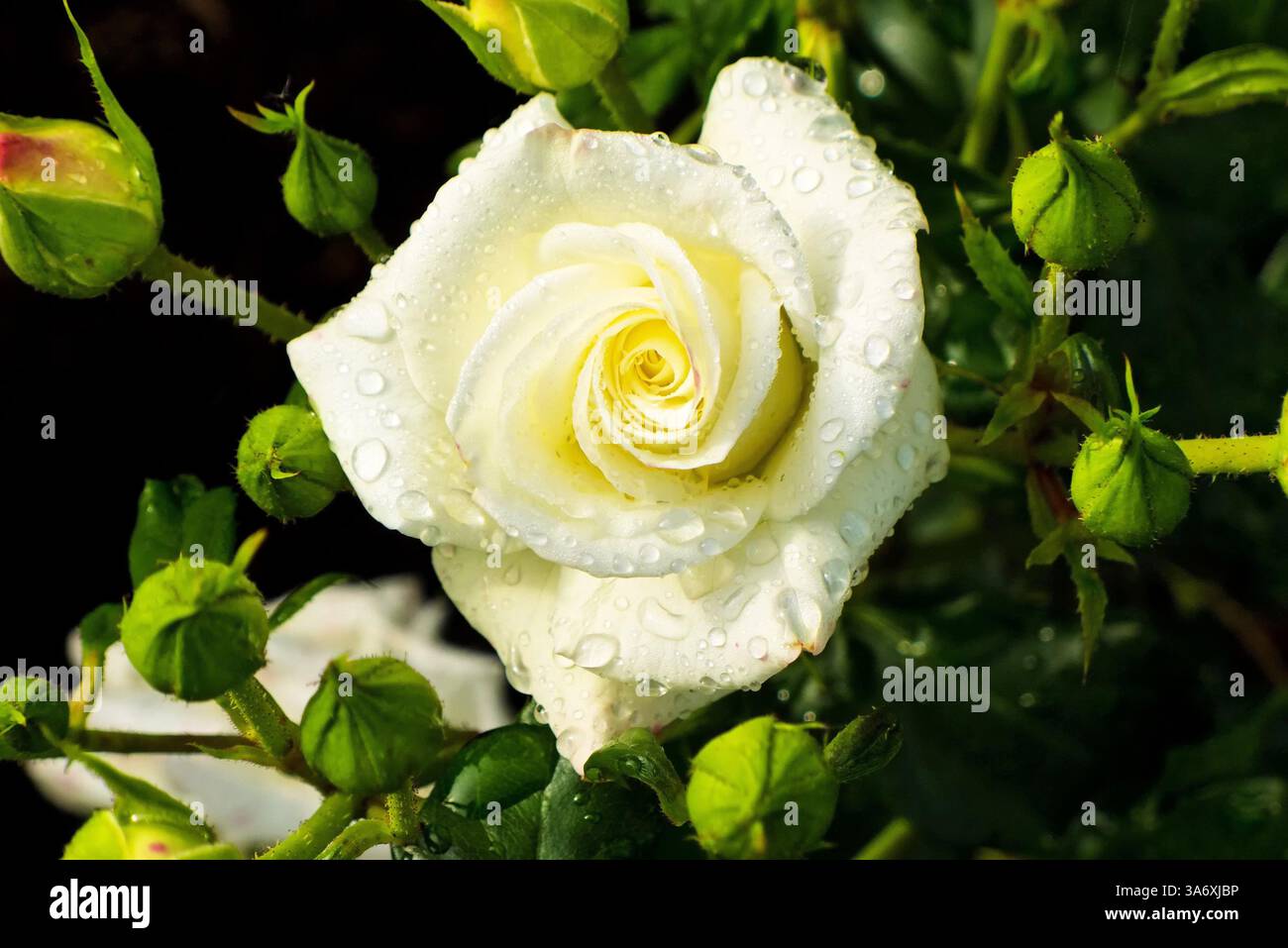Rosa bianca con gocce di pioggia Foto Stock