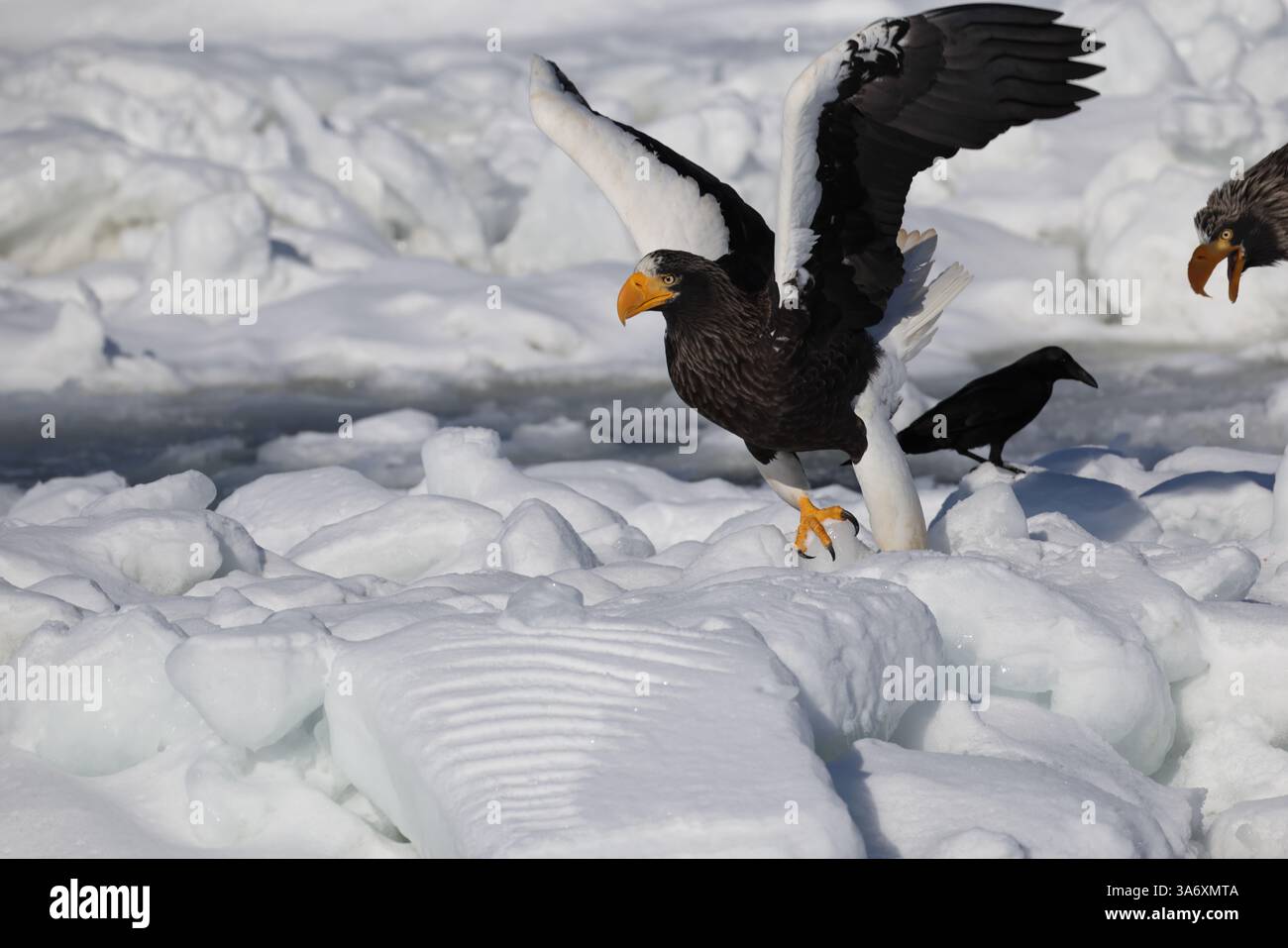L'aquila di mare di Steller (Haliaeetus pelagicus), nota anche come aquila di mare del Pacifico o aquila dalle spalle bianche Foto Stock
