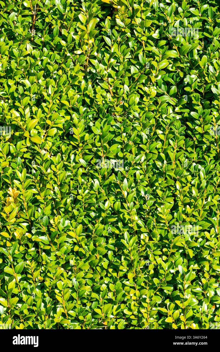 Immagine fotografica di un foglietto verde sempreverde rifilato con cura, foto di un giardinaggio Foto Stock