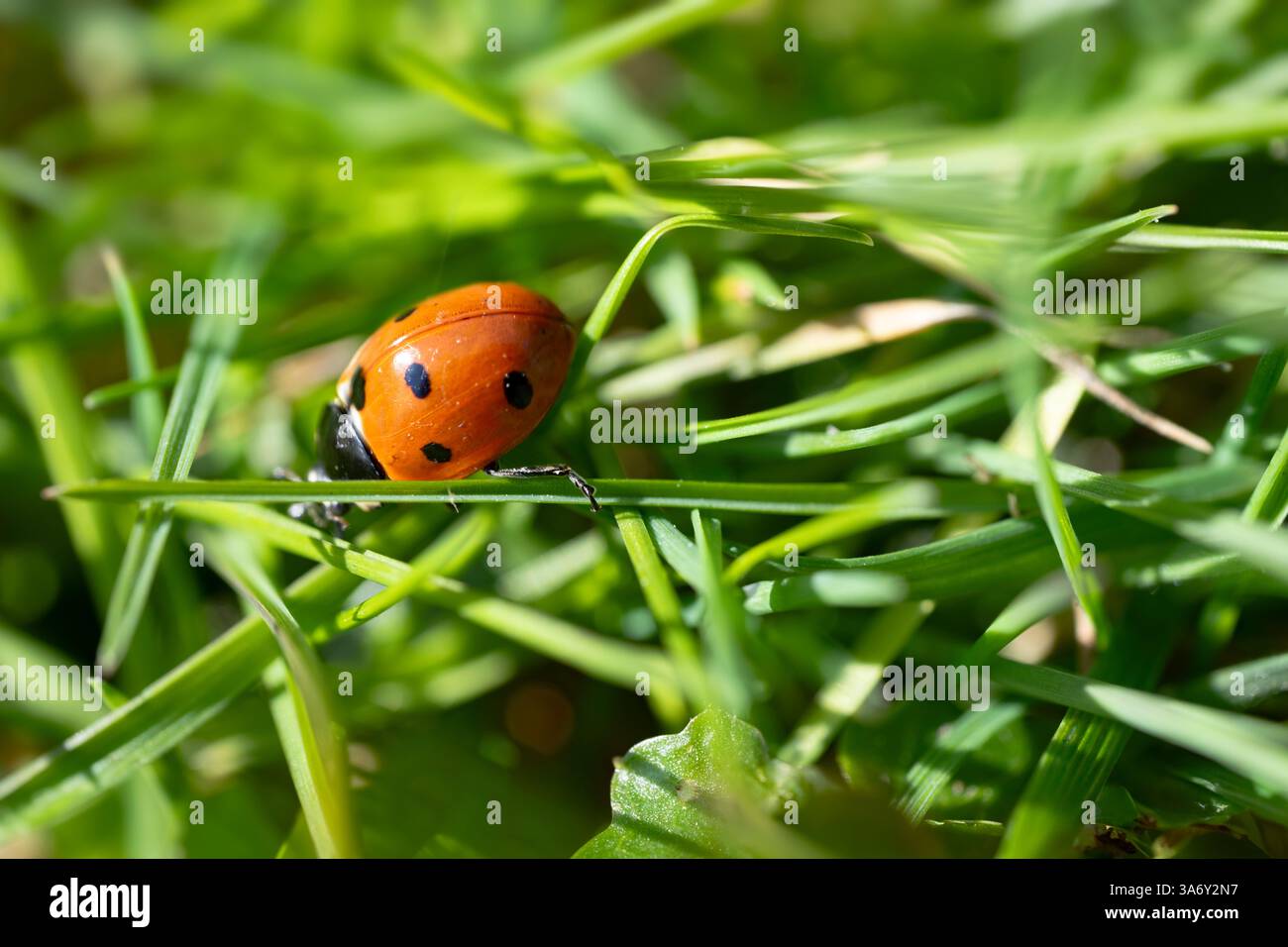 Coccinella septempunctata, coccinella comune o il coccinella a sette punti che cammina su una lama d'erba, una gamba posteriore agganciata a una lama Foto Stock