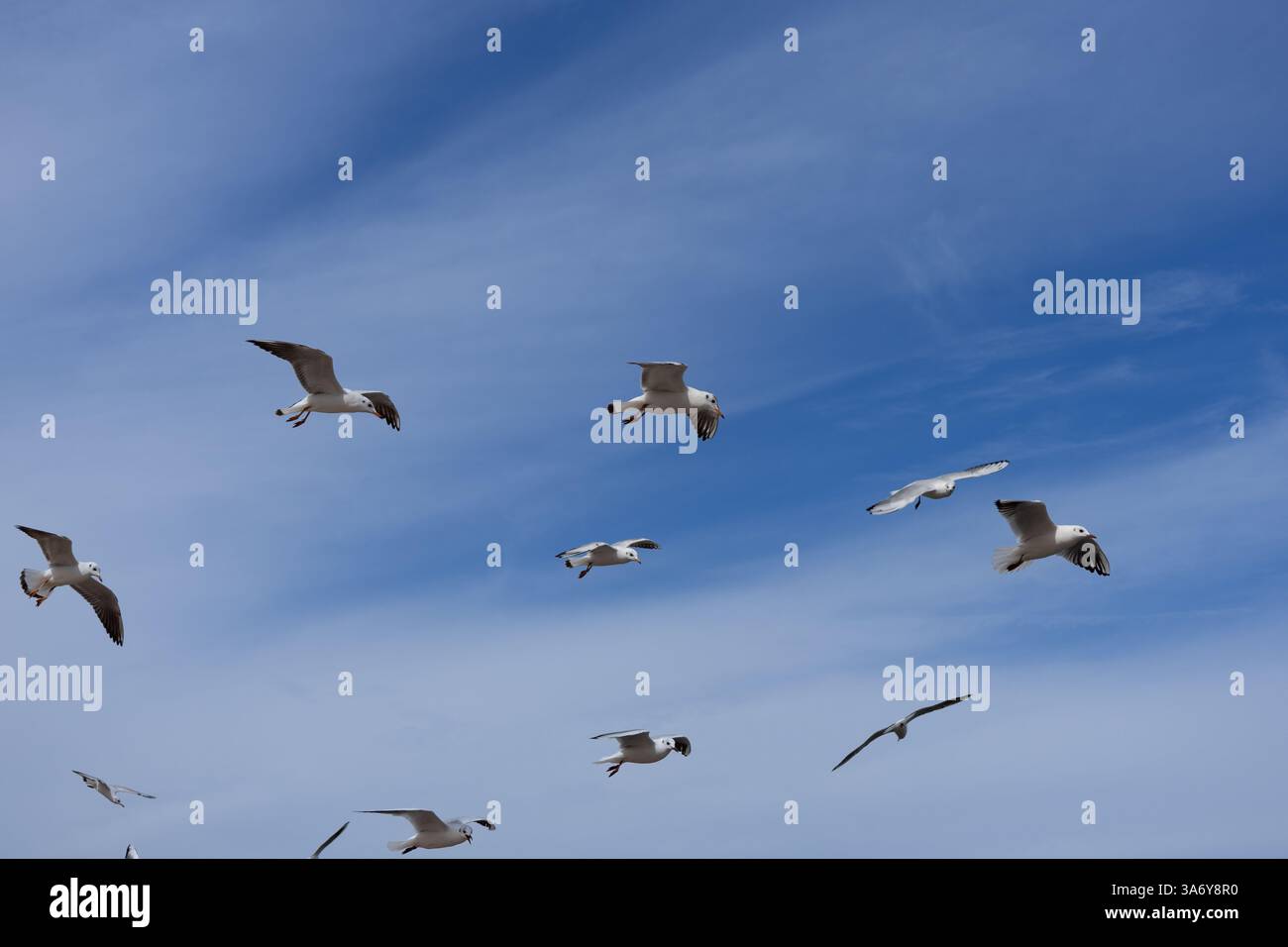 Gabbiani che volano a Mutrah, Mascate. Oman Foto Stock