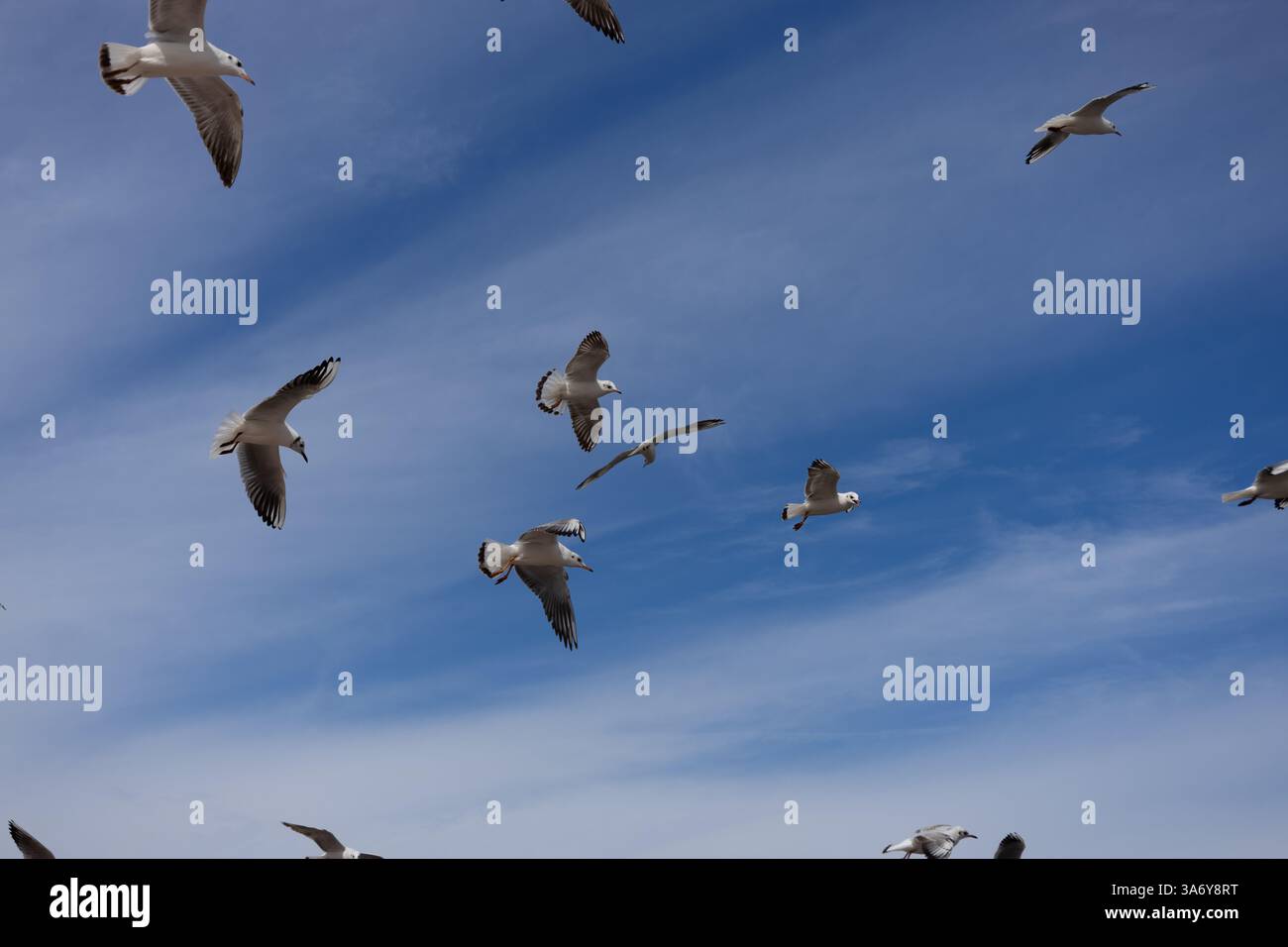 Gabbiani che volano a Mutrah, Mascate. Oman Foto Stock