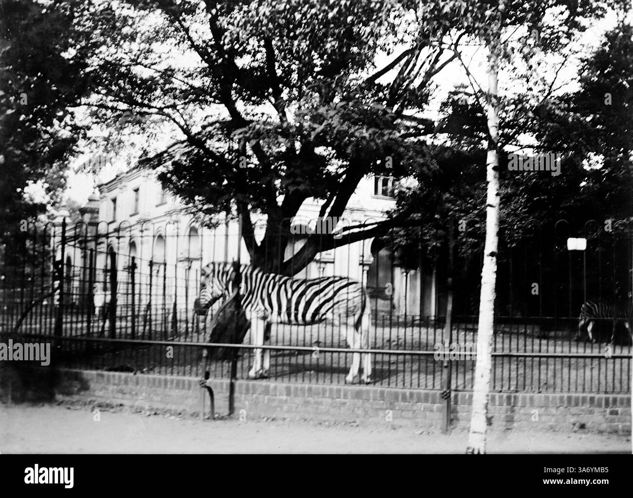 Giardini zoologici di Anversa: Una zebra accanto a un albero, il recinto circondato da ringhiere. Da una raccolta di fotografie tratte da un tour europeo di famiglia che si è svolto nel 1899. Le fotografie originali erano di circa 3 ½ x 2 ½ pollici e presentano un'interessante vista dei costumi, delle mode e della storia sociale del tardo periodo vittoriano. Foto Stock