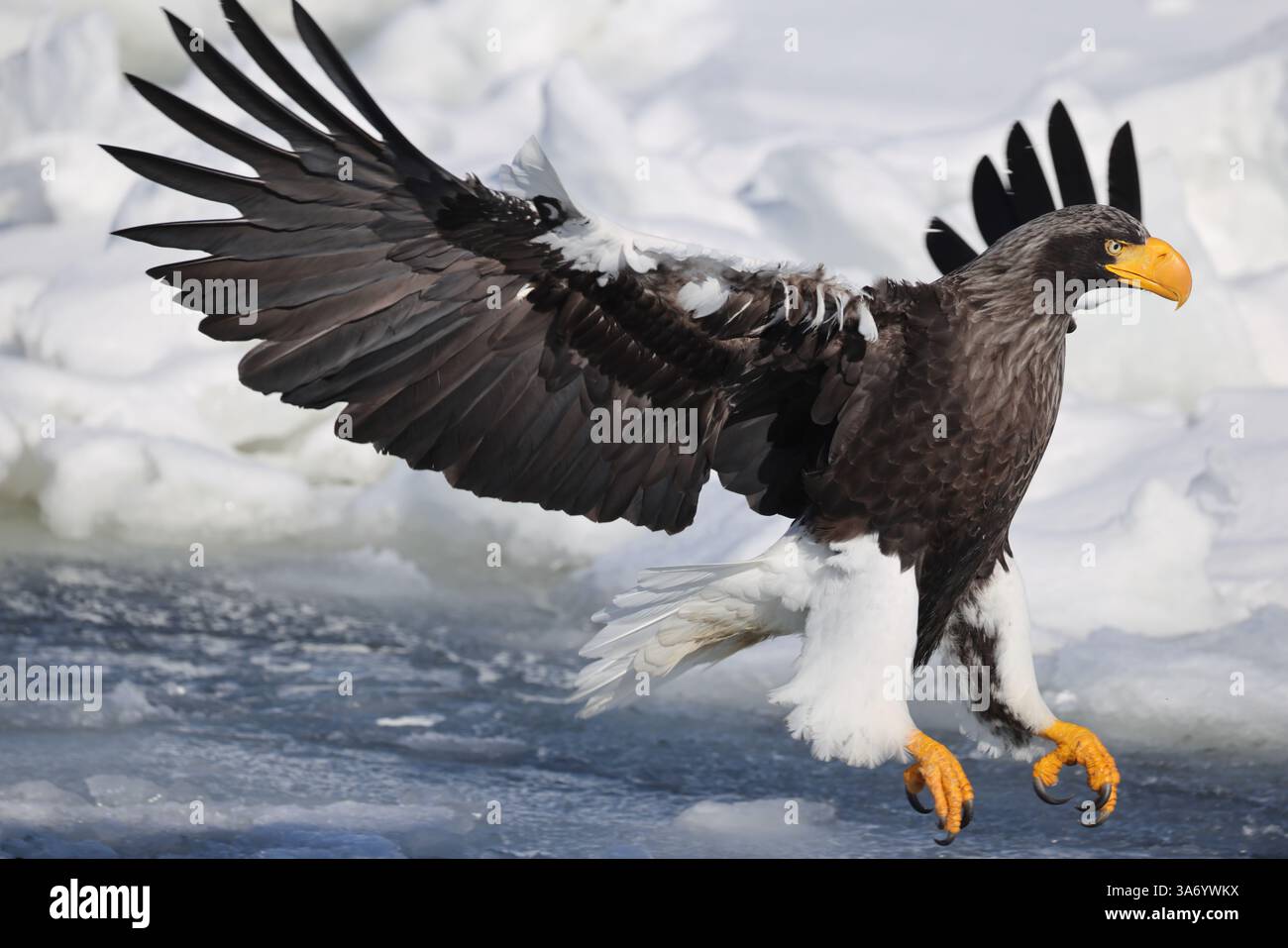 L'aquila di mare di Steller (Haliaeetus pelagicus), nota anche come aquila di mare del Pacifico o aquila dalle spalle bianche Foto Stock